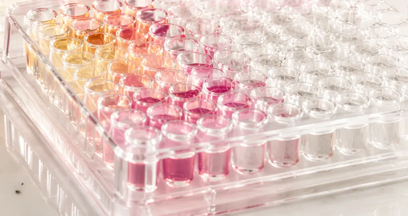 Multiwell microplate with wells shading from amber to pink, as used in colorimetric enzyme assays